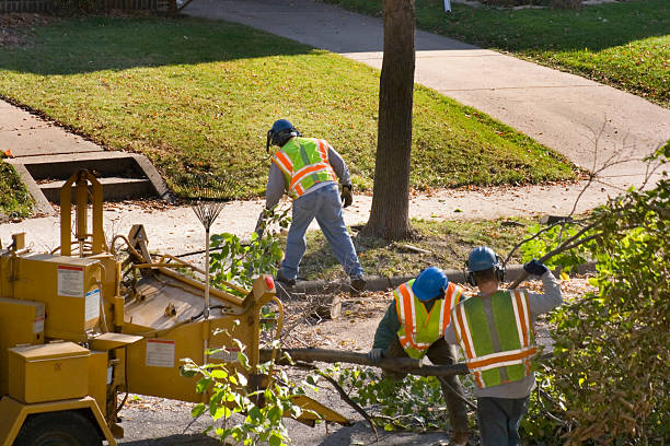 Trusted Mccaysville, GA Tree Service Experts